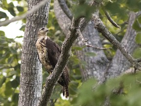 This Wednesday, Aug. 8, 2018, photo provided by Maine Audubon shows a great black hawk in Biddeford, Maine. Maine Audubon naturalist Doug Hitchcox says the great black hawk might be the most unusual bird identified in the state in decades.