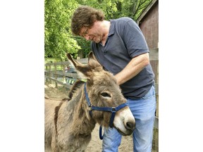 In this July 30, 2018 photo, Steve Stiert, owner of Donkey Park, fastens a harness on one of his 9 miniature donkeys at Donkey Park in Ulster Park, N.Y. The retired IBM software engineer offers free donkey-assisted therapy programs and educational events as part of his mission to protect donkeys from mistreatment and neglect. Stiert helps spread the word about their virtues as peaceful stress-relieving animals.