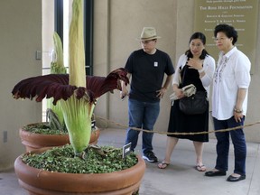 Visitors look at the so-called corpse flower, known for the rotten stench it releases when it blooms, at the Huntington Library Friday, Aug. 17, 2018, in San Marino, Calif. The flower, nicknamed "Stink," began blooming unexpectedly on Thursday night, Huntington spokeswoman Lisa Blackburn said.