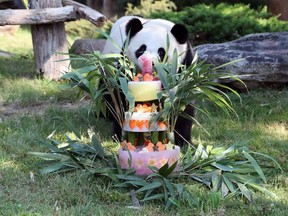France's first baby panda Yuan Meng celebrates his first birthday with a birthday cake composed of bamboo, honey, apples, oranges, strawberries and lemons, at the ZooParc de Beauval in Beauval, central France, Saturday Aug. 4, 2018. Yuan Meng weighs about 30 kilograms (66 pounds), has recently started eating bamboo and still suckles his mother Huan Huan's milk. (ZooParc de Beauval via AP)