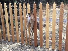 This Thursday, Aug. 30, 2018, photo provided by the Eugene Police Department shows a fawn stuck in a fence in Eugene, Ore. Eugene police officer Shawni McLaughlin freed the terrified fawn and, after a short recovery period, it was able to spring up and run away.