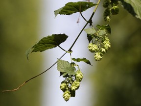 In this picture taken Wednesday, Aug. 29, 2018, hops cones are seen during a harvest at a hopfield near the village of Rocov, Czech Republic. TThe production of hops, which is used to make Czech Republic's famous beers, is down 30 percent or more due to a drought in the country.