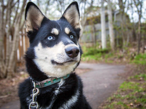 Aspen, a Husky who was taken to emergency after consuming a presumed cannabis product at a public park in St. John's last week.