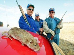 In this 2000 photo, Alberta Rat Control officers Orest Popil (left), Bruce Alexander (right) and Bill Kloeckes (middle) check out a farm field for rats near Kitscoty, Alberta. A stuffed rat sits on the hood of their truck.