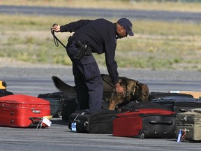 RCMP sniffer dog goes over the luggage of the Duke and Duchess of Cambridge, Prince William and Catherine and their entourage before boarding a Challenger in Yellowknife, NWT  July 6, 2011. A judge has criticized the Yellowknife RCMP for taking an intoxicated sexual assault victim to jail instead of to hospital.