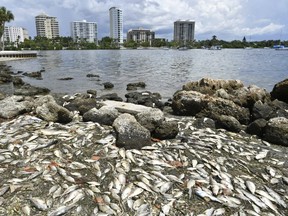 Dead fish are washed up along the shoreline at Bayfront Park in Sarasota, Fla., on Tuesday, Aug. 21, 2018. A persistent red tide algal bloom in the Gulf of Mexico has been killing fish along the Gulf coast since mid-June. Tuesday afternoon, the wind shifted from the southwest, carrying the odor of dead fish throughout Sarasota.