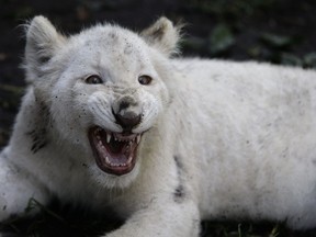 One of a pair of four-month-old white lion cubs snarls as they play together in their enclosure at the Altiplano Zoo in Tlaxcala, Tuesday, Aug. 7, 2018. Cesar Toriz, the zoo's director, says the cubs' mother rejected them so they had to be bottle fed formula for their first couple months.