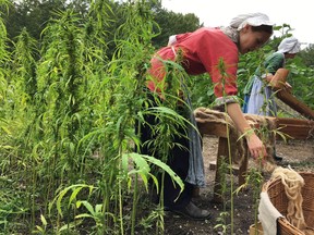 Interpreters Megan Romney, left, and Deb Colburn, right, work to process the hemp harvest Wednesday, Aug. 22, 2018, at George Washington's Mount Vernon estate. Mount Vernon planted about 1,000 square feet of industrial hemp this year in recognition of Washington's planting of the crop in the 18th century.