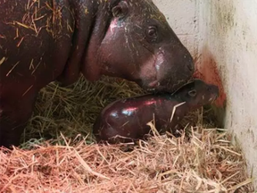The newest addition to the Toronto Zoo is a baby pygmy hippo.