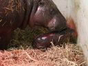 The newest addition to the Toronto Zoo is a baby pygmy hippo. 