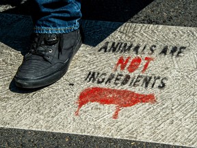 A person walks on a vegan slogan painted on a crosswalk and reading "animals are not ingredients", in a street of Lille, northern France, on August 2, 2018.
