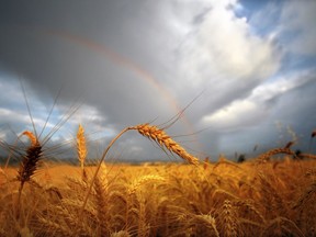 FILE- In this July 16, 2012, file photo, a rainbow shines over a sun-bathed wheat field east of Walla Walla, Wash. The trade war with China is making life difficult for many farmers across Washington state. Washington State stands to lose $480 million in agricultural exports to China because of retaliatory tariffs, according to the state Department of Agriculture.