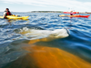 A Beluga surfaces as whale watchers head out in kayaks on the Churchill River in Churchill, Manitoba.