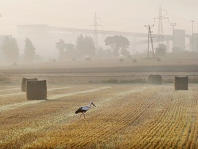 FILE- In this Thursday, Aug. 24, 2017 photo a stork walks on a field in the early morning near Bierun, Poland. Storks that have nested in Poland for the summer are heading south for the winter earlier than usual this year, and ornithologists believe the change is related to climate change.