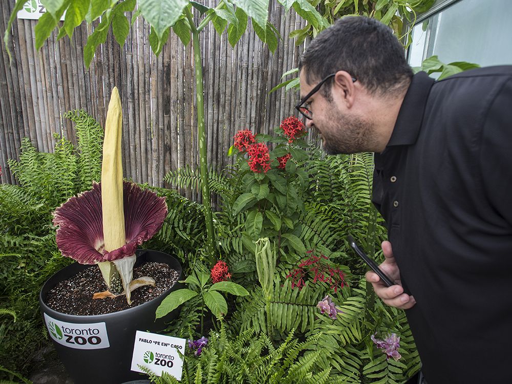 'Mouldy cheese. Sweat. Poo': Corpse flower, the world's smelliest plant ...