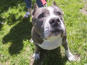 A pit bull named Athena goes for a walk at the SPCA, Tuesday, June 14, 2016 in Montreal.