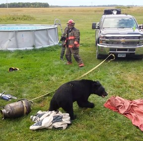 In this Sept. 7, 2018, photo provided by Dawn Knutson, rescue personnel stand back after working to free a black bear after its head became stuck inside 10-gallon milk can near Roseau, Minn.