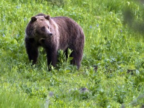 In this July 6, 2011, file photo, a grizzly bear roams near Beaver Lake in Yellowstone National Park, Wyo. On Monday, Sept. 24, 2018, a federal judge restored federal protections to grizzly bears in the Northern Rocky Mountains and blocked the first hunts planned for the animals in the Lower 48 states in almost three decades.