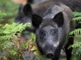 Wild boars roam in the Rambouillet forest reserve, on July 31, 2013, some 50 kms outside of Paris.