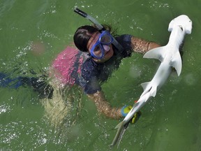 n this Sept. 2016, photo provided by the University of California Irvine, UC Irvine grad student, Samantha Leigh handles a bonnethead shark in Irvine, Calif. Bonnethead sharks not only eat grass while chomping fish and squid, they also digest the plant and gain nutrition from it, scientists at the University of California, Irvine announced Wednesday, Sept. 5, 2018.