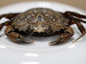 This June 6, 2018, file photo shows a green crab in Portland, Maine.