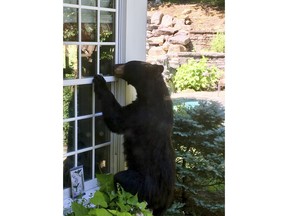 In this July 18, 2018 photo provided by Julie Sonlin, a black bear explores the yard of Steve and Julie Sonlin in Avon, Conn. The Sonlins said they get visits from bears several times a year and the state reports that human encounters with bears are on the rise. A wildlife biologist with the state Department of Energy and Environmental Protection says there have been about two dozen reports this year of bears breaking into Connecticut homes and businesses, about four times the yearly average.  (Julie Sonlin via AP)