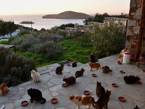 Feeding time at God's Little People cat rescue, a sanctuary in Greece that received nearly 40,000 applications in response to a job ad.