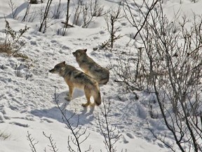 This 2017 photo provided by biologist Rolf Peterson of Michigan Technological University shows the last two surviving wolves at Isle Royale National Park in Michigan. The National Park Service plans to relocate additional wolves to the Lake Superior park in coming years to rebuild the predator species' depleted population.