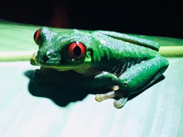 This red-eyed tree frog lives in the rainforest on the Osa Peninsula.