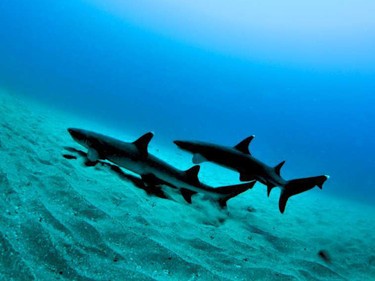 White tail sharks in the Pacific Ocean.