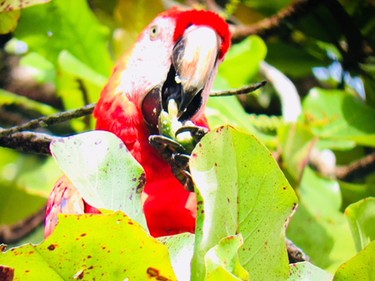 It's easy to see Scarlet Macaws in Corcovado National Park.