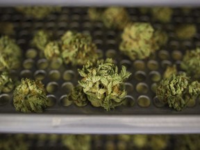 Cannabis buds lay along a drying rack at the CannTrust Niagara Greenhouse Facility in Fenwick, Ont., on Tuesday, June 26, 2018. Members of black communities are praising the federal government for earmarking $10 million for mental health programs but say Ottawa must address outstanding charges for pot possession that gravely impact black Canadians.