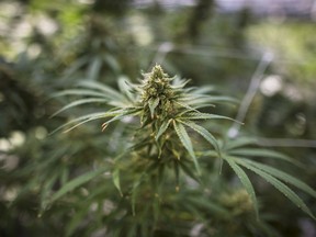 A cannabis plant approaching maturity is photographed at the CannTrust Niagara Greenhouse Facility during the grand opening event in Fenwick, Ont., on Tuesday, June 26, 2018. Some Canadian police forces are hesitant to use a federally approved roadside test for marijuana impairment, raising questions about the Liberal government???s decision to give the devices the green light.