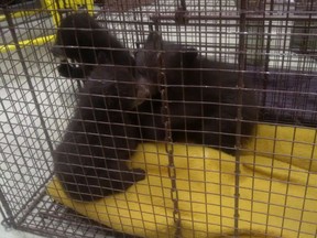 Three black bear cubs are seen in this undated handout photo. One of the three black bear cubs abandoned in a washroom and returned to the wild in Banff National Park this summer has apparently been eaten by a grizzly bear. Parks Canada says conservation officers found the one-year old bear's carcass on Aug. 28 after her GPS collar went into mortality mode due to being stationary for 24 hours.