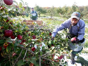 Migrant farm workers from Jamaica pick apples Monday Oct. 31, 2011 in an orchard west of Winchester, Virginia. Canada may no longer claw back a quarter of the wages of migrant farm workers from the Caribbean, but advocacy groups say ongoing wage deductions for temporary foreign workers should end.
