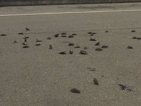 Remains of European starlings that fell from the sky, landing dead or dying by the side of a road in Delta, B.C., in a Sept. 14, 2018, handout photo. A natural occurrence is behind the unusual deaths of about 40 starlings that plummeted to the ground in Delta, B.C., earlier this month.