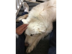 A Kuvasz named Georgia, which is an ancient dog breed from Europe, is shown in this handout image. A family in Moose Jaw, Sask., is overjoyed now that their pet dog is home after going missing more than a year ago almost 500 kilometres away.