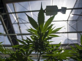 Cannabis plants are photographed during the grand opening event for the CannTrust Niagara Greenhouse Facility in Fenwick, Ont., on Tuesday, June 26, 2018. The federal government is looking to scour social-media platforms to find out what Canadians really think about pot as the country enters its new era of legalized weed.