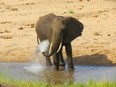 An elephant plays in the water during a hot day in Tanzania.