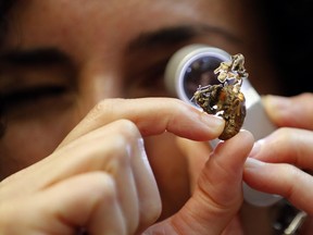Scientist Ester Gaya examines the fungus Isaria sinclairii on an insect also known as a zombie fungus at Kew Gardens' fungarium in London, Tuesday, Sept. 11, 2018. The release Wednesday of the scientists at the renowned Royal Botanic Gardens at Kew "State of the World's Fungi" report, is touted as the first ever global look at the way fungi help provide food, medicine, plant nutrition, lifesaving drugs _ and can also spread death and destruction at an alarming pace.