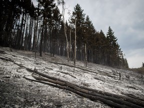 An area burned by the Shovel Lake wildfire is seen near Fort Fraser, B.C., on August 23, 2018. Campfires, cigarettes, flares and car accidents are some of the ways humans have likely started more than 400 wildfires in British Columbia this season. As wildfires blaze across the province, the BC Wildfire Service says many of them have been avoidable. The government says cooler weather and progress in containing the forest fires means the powers granted under the provincial state of emergency are no longer required.