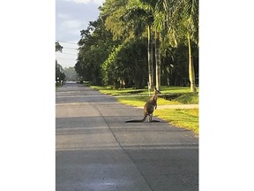 A kangaroo crosses the street on Tuesday, Sept. 25, 2018, in Jupiter, Fla. The kangaroo has escaped from an animal sanctuary in South Florida. Officers with the Florida Fish and Wildlife Conservation Commission on Tuesday were hunting for the 5-year-old kangaroo named Storm in an area of Palm Beach County known as Jupiter Farms.