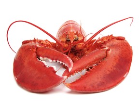 Lobster