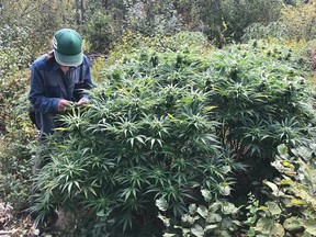 Kootenay Outdoor Producer Co-op tucked away on Crown land in mountains around Nelson, B.C., is typical of the types of outdoor grow sites found in the Kootenays.