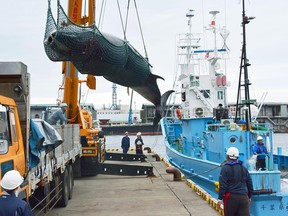 In this Sept. 5, 2016, photo, a minke whale is hauled ashore at Kushiro port, Hokkaido, as Japan began its seasonal hunting of minke whales for research purposes.