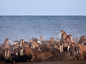 FILE - In this Sept. 2013 photo provided by the United States Geological Survey, walruses gather to rest on the shores of the Chukchi Sea near the coastal village of Point Lay, Alaska. The U.S. Fish and Wildlife Service is monitoring Pacific walruses resting on Alaska's northwest coast. Walruses over the last decade have come to shore on the Alaska and Russia side of the Chukchi Sea as sea ice diminishes because of global warming.