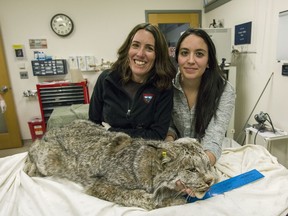 In this Feb. 22, 2018 photo provided by the Massachusetts Division of Fisheries & Wildlife, scientists Jen Vashon, left, and Tanya Lama pose with a Canada lynx that was used to source genetic material for the Canada lynx reference genome at Cummings School of Veterinary Medicine in Worcester County, Mass. A consortium of scientists on Thursday, Sept. 13 unveiled the first results of an ambitious effort to map the genetics of tens of thousands of animal species, ranging from the Canada lynx to the kakapo, a flightless parrot native to New Zealand. (Bill Byrne/MassWildlife/Massachusetts Division of Fisheries & Wildlife via AP)