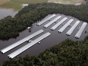 Chicken farm buildings are inundated with floodwater from Hurricane Florence near Trenton, N.C., Sunday, Sept. 16, 2018.