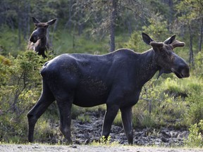 FILE - In this May 31, 2018 file photo, a pair of bull moose pause while feeding at the Umbagog National Wildlife Refuge in Wentworth's Location, N.H. A study published in the journal Science on Thursday, Sept. 6, 2018 shows that animals learn from experienced members of the herd about where to find the best forage, building sort of a cultural know-how that's passed through generations and builds up slowly over the course of decades.