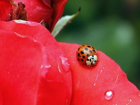 FILE - In this May 26, 2010 file photo, a Coccinellidae, more commonly known as a ladybug or ladybird beetle, rests on the petals of a rose in Portland, Ore. A study estimates a 14 percent decline in ladybugs in the United States and Canada from 1987 to 2006.